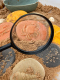 Let's investigate seashore
