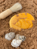 Let's investigate seashore