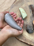 Let's investigate - Prehistoric  teeth