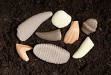 Let's investigate - Prehistoric  teeth