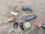 Let's investigate - Prehistoric  teeth