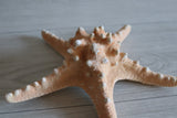 Large starfish