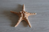 Large starfish