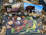 Prehistoric teeth explore and discover activity cards