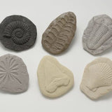 Let’s investigate fossils