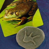 Let’s investigate woodland footprints