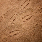Let’s investigate woodland footprints