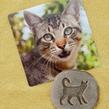 Let’s investigate farmyard footprints