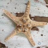 Large starfish
