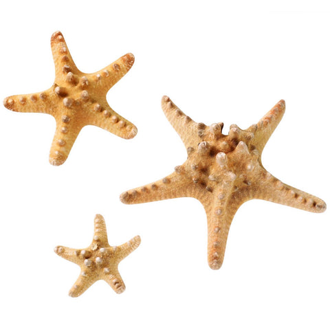 Natural starfish
