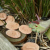Let’s investigate dinosaur footprints