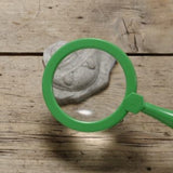 Let’s investigate fossils