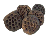 Lotus head
