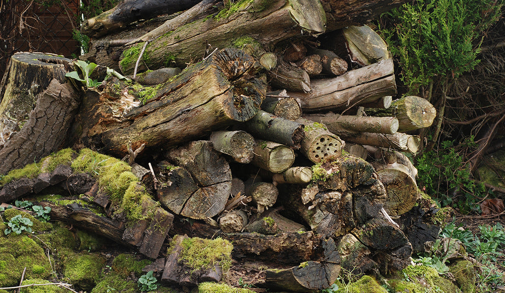 30 Days Wild Day 8: Create a deadwood pile for beetles