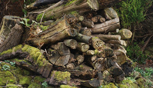 30 Days Wild Day 8: Create a deadwood pile for beetles