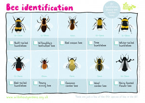 30 Days Wild Day 25: Identify a bee