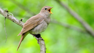 30 Days Wild Blog Day 9: Identify bird song