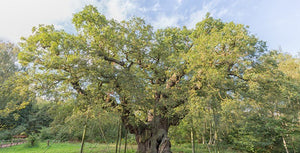30 Days Wild Day 16: How to identify British trees