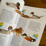 The Lomond guide to birds (preloved)