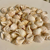Bag of Babylon shells