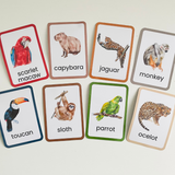 Rainforest Animals Flashcards