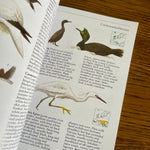 The Lomond guide to birds (preloved)