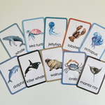 Ocean Creatures Flashcards