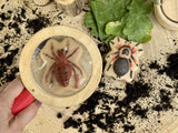 Bugs - sensory play stones