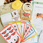 Insect Counting Flashcards