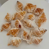 Bag of frog shells