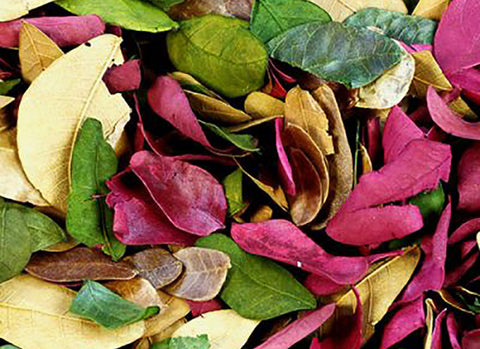 Dried coloured leaves (50g bag)