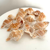 Bag of frog shells