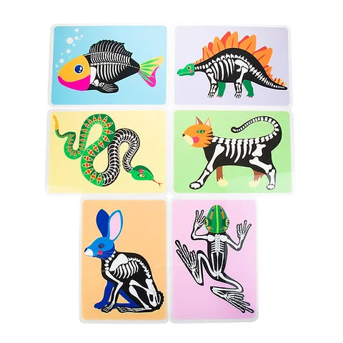 Animal skeleton picture sheets - A4