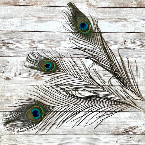 Set of 3 peacock feathers