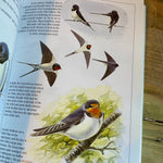 The complete garden bird book (preloved)