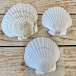 Scallops - pack of 10