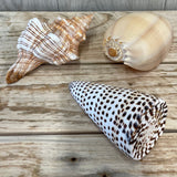 Giant shells - pack of 3