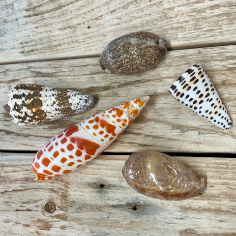 Exotic sea shells - pack of 5
