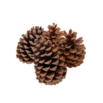 Extra large pine cone - 1 supplied
