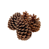 Extra large pine cone - 1 supplied