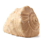 Play shell