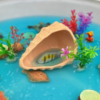 Play shell