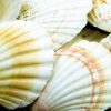 Scallops - pack of 10