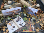 Prehistoric teeth explore and discover activity cards