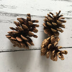 Pine cones - set of 3