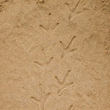 Let’s investigate farmyard footprints
