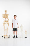 Life size skeleton - 160cm