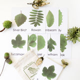 Leaf flashcards