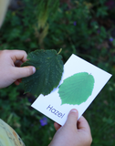 Leaf flashcards